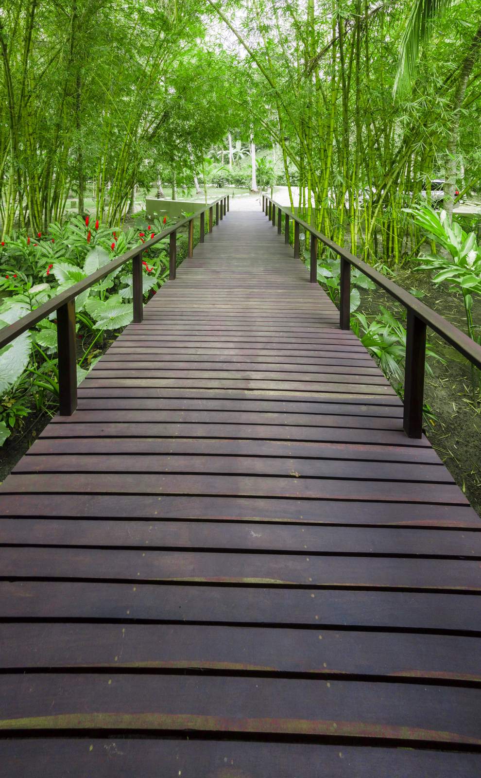 Boardwalk entrance through the bamboo