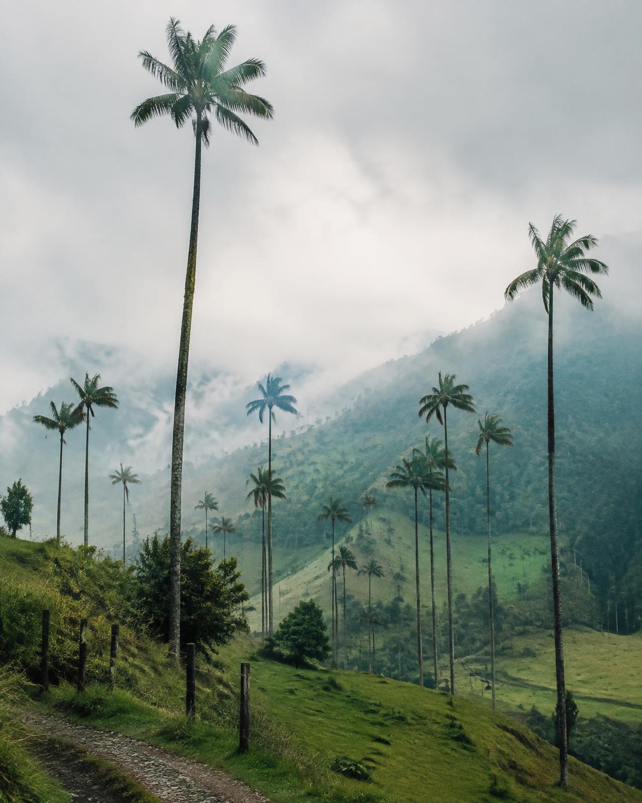 Wax palms rising over the Coffee Region hills